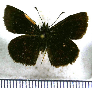  (Staphylus imperspicua - JFDA3524)  @11 [ ] by-nc-sa (2025) Jean F. Le Crom Jean F. Le Crom