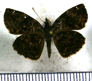  ( - JFDA3543)  @11 [ ] by-nc-sa (2025) Jean F. Le Crom Jean F. Le Crom