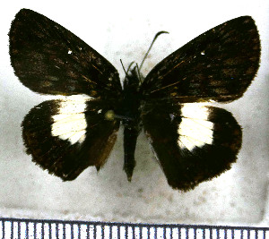  (Potamanaxas latrea tusca - JFDA3571)  @11 [ ] by-nc-sa (2025) Jean F. Le Crom Jean F. Le Crom