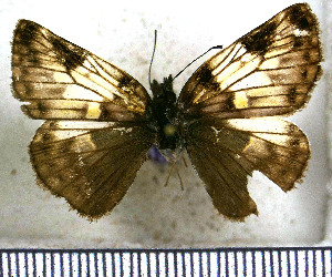  (Potamanaxas perornatus - JFDA3577)  @11 [ ] by-nc-sa (2025) Jean F. Le Crom Jean F. Le Crom