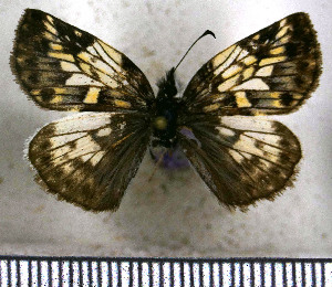  (Potamanaxas serp - JFDA3578)  @11 [ ] by-nc-sa (2025) Jean F. Le Crom Jean F. Le Crom