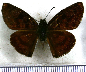  (Echelatus sempiternus sempiternus - JFDA3607)  @11 [ ] by-nc-sa (2025) Jean F. Le Crom Jean F. Le Crom
