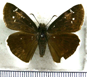  (Gesta funeralis - JFDA3660)  @11 [ ] by-nc-sa (2025) Jean F. Le Crom Jean F. Le Crom