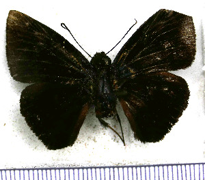  (Aethilla echina coracina - JFDA3665)  @11 [ ] by-nc-sa (2025) Jean F. Le Crom Jean F. Le Crom