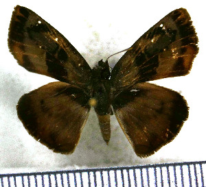  (Quadrus tetrastigma - JFDA3688)  @11 [ ] by-nc-sa (2025) Jean F. Le Crom Jean F. Le Crom