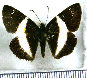  (Milanion unifasciata - JFDA3730)  @11 [ ] by-nc-sa (2025) Jean F. Le Crom Jean F. Le Crom
