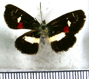 (Paramimus stigma stigma - JFDA3736)  @11 [ ] by-nc-sa (2025) Jean F. Le Crom Jean F. Le Crom