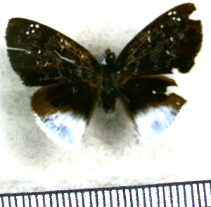  (Spioniades libethra - JFDA3746)  @11 [ ] by-nc-sa (2025) Jean F. Le Crom Jean F. Le Crom