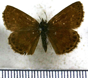  (Zopyrion satyrina - JFDA3764)  @11 [ ] by-nc-sa (2025) Jean F. Le Crom Jean F. Le Crom