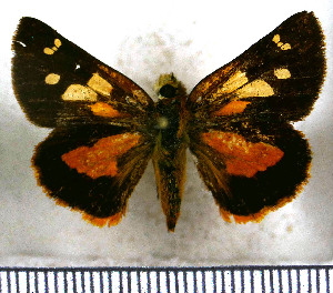  (Dalla hesperioides - JFDA3786)  @11 [ ] by-nc-sa (2025) Jean F. Le Crom Jean F. Le Crom