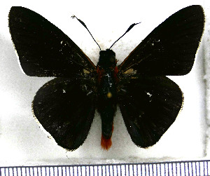  (Pyrrhopygopsis romula - JFDA3857)  @11 [ ] by-nc-sa (2025) Jean F. Le Crom Jean F. Le Crom