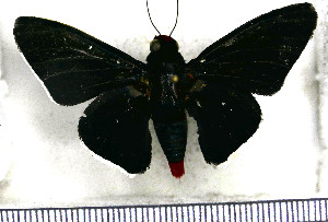  (Pyrrhopyge sergius andros - JFDA3858)  @11 [ ] by-nc-sa (2025) Jean F. Le Crom Jean F. Le Crom