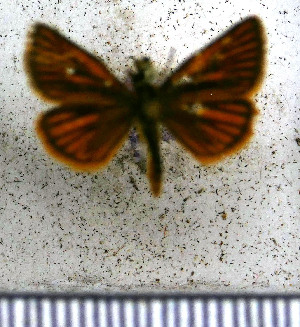  (Ancyloxypha melanoneura - JFDA3859)  @11 [ ] by-nc-sa (2025) Jean F. Le Crom Jean F. Le Crom