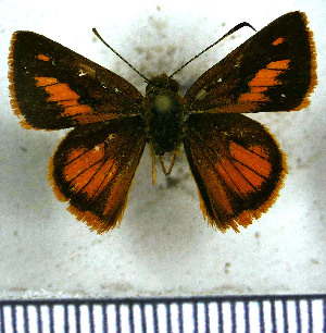  (Wahydra subhebetis - JFDA3986)  @11 [ ] by-nc-sa (2025) Jean F. Le Crom Jean F. Le Crom