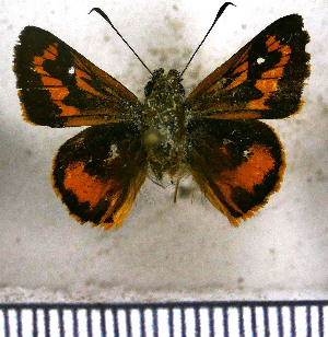  (Pheraeus odilia - JFDA3999)  @11 [ ] by-nc-sa (2025) Jean F. Le Crom Jean F. Le Crom