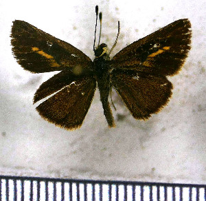  (Parphorus paramus - JFDA4100)  @11 [ ] by-nc-sa (2025) Jean F. Le Crom Jean F. Le Crom