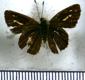  (Parphorus sapala - JFDA4101)  @11 [ ] by-nc-sa (2025) Jean F. Le Crom Jean F. Le Crom