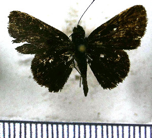  (Mnasinous - JFDA4106)  @11 [ ] by-nc-sa (2025) Jean F. Le Crom Jean F. Le Crom