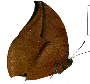  (Memphis pasibula - JFDA4177)  @11 [ ] by-nc-sa (2025) Jean F. Le Crom Jean F. Le Crom
