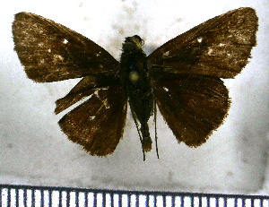  ( - JFDA4271)  @11 [ ] by-nc-sa (2025) Jean F. Le Crom Jean F. Le Crom