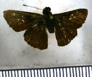  (Lerema subgrisea - JFDA4299)  @11 [ ] by-nc-sa (2025) Jean F. Le Crom Jean F. Le Crom