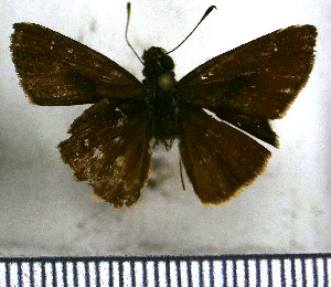  (Psoralis gota - JFDA4311)  @11 [ ] by-nc-sa (2025) Jean F. Le Crom Jean F. Le Crom