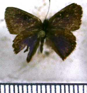  (Penaincisalia cyanomediana - JFDA4660)  @11 [ ] by-nc-sa (2025) Jean F. Le Crom Jean F. Le Crom