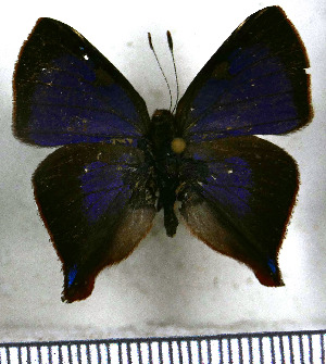  (Penaincisalia caeruleanota - JFDA4724)  @11 [ ] by-nc-sa (2025) Jean F. Le Crom Jean F. Le Crom