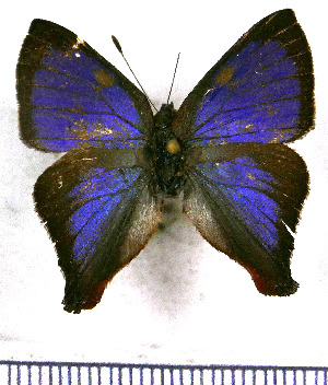  (Penaincisalia amazona - JFDA4725)  @11 [ ] by-nc-sa (2025) Jean F. Le Crom Jean F. Le Crom
