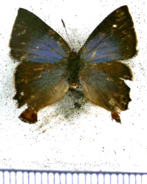  (Penaincisalia vittata - JFDA4729)  @11 [ ] by-nc-sa (2025) Jean F. Le Crom Jean F. Le Crom