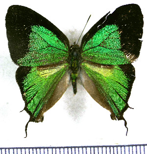  (Laothus cockaynei - JFDA4883)  @11 [ ] by-nc-sa (2025) Jean F. Le Crom Jean F. Le Crom