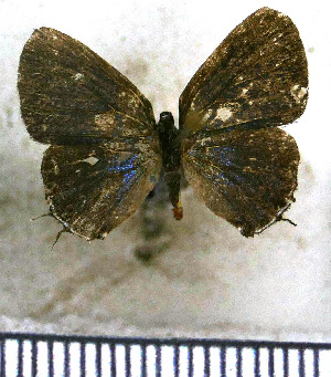  (Calycopis petaurister - JFDA5019)  @11 [ ] by-nc-sa (2025) Jean F. Le Crom Jean F. Le Crom