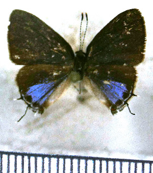  (Calycopis lerbela - JFDA5035)  @11 [ ] by-nc-sa (2025) Jean F. Le Crom Jean F. Le Crom