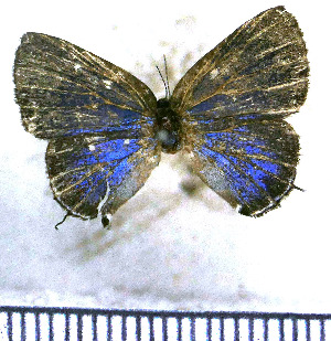  (Calycopis partunda - JFDA5078)  @11 [ ] by-nc-sa (2025) Jean F. Le Crom Jean F. Le Crom