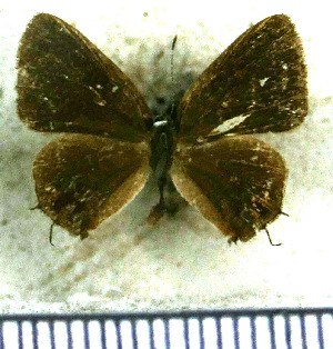  (Calycopis cissusa - JFDA5107)  @11 [ ] by-nc-sa (2025) Jean F. Le Crom Jean F. Le Crom