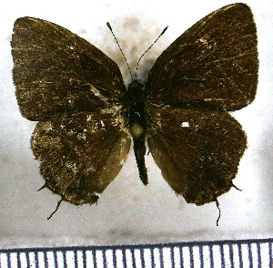  (Calycopis puppius - JFDA5126)  @11 [ ] by-nc-sa (2025) Jean F. Le Crom Jean F. Le Crom