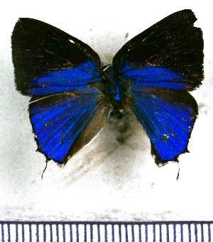  ( - JFDA5368)  @11 [ ] copyright (2025) Center For Collection-Based Research Center For Collection-Based Research