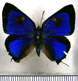  (Parrhasius orgia - JFDA5497)  @11 [ ] copyright (2025) Center For Collection-Based Research Center For Collection-Based Research