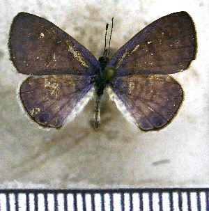  (Leptotes perkinsae - JFDA5637)  @11 [ ] copyright (2025) Center For Collection-Based Research Center For Collection-Based Research