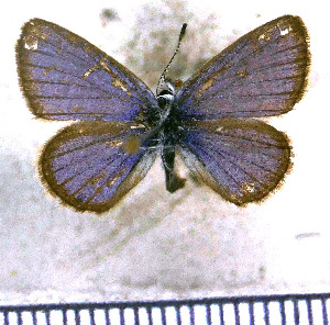  (Hemiargus hanno bogotana - JFDA5649)  @11 [ ] copyright (2025) Center For Collection-Based Research Center For Collection-Based Research