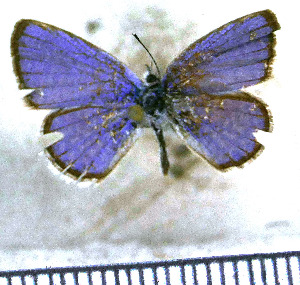  (Hemiargus hanno hanno - JFDA5651)  @11 [ ] copyright (2025) Center For Collection-Based Research Center For Collection-Based Research