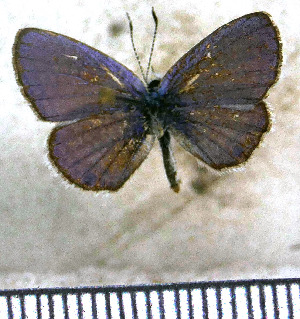  (Hemiargus astenida - JFDA5652)  @11 [ ] copyright (2025) Center For Collection-Based Research Center For Collection-Based Research