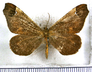  (Macrosoma satellitiata - JFDA5697)  @11 [ ] copyright (2025) Center For Collection-Based Research Center For Collection-Based Research