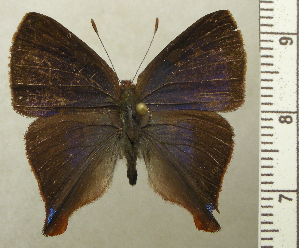  (Penaincisalia caeruleanota - RCB04614)  @11 [ ] by-nc-sa (2025) Robert C. Busby Robert C. Busby