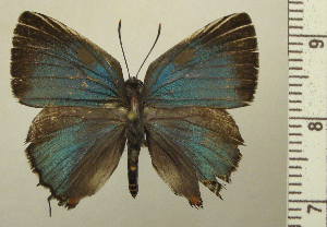  ( - RCB05137)  @11 [ ] by-nc-sa (2025) Robert C. Busby Robert C. Busby