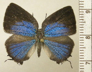  ( - RCB09388)  @11 [ ] by-nc-sa (2025) Robert C. Busby Robert C. Busby