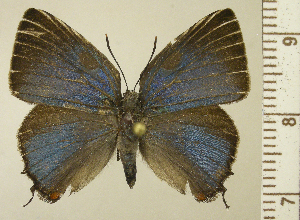  ( - RCB15368)  @11 [ ] by-nc-sa (2025) Robert C. Busby Robert C. Busby