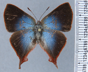  (Penaincisalia chachapoya - RCCFXPL6A09)  @11 [ ] by-nc-sa (2024) C. Faynel C. Faynel