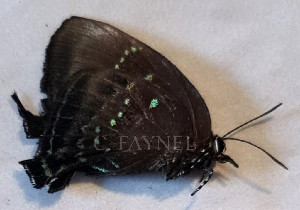  ( - RCCFXPL6B03)  @11 [ ] by-nc-sa (2024) C. Faynel C. Faynel
