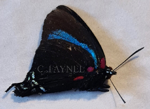  ( - RCCFXPL6B05)  @11 [ ] by-nc-sa (2024) C. Faynel C. Faynel